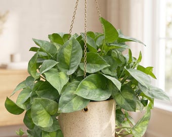 Global Green Pothos - Epipremnum aureum ‘Global Green’ - Trailing, Easy Care Houseplant