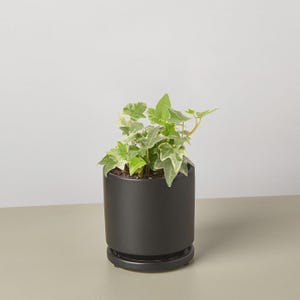 May include: A small potted plant with green and white variegated leaves. The plant is in a matte black ceramic pot with a matching saucer. The plant is on a neutral-colored surface.