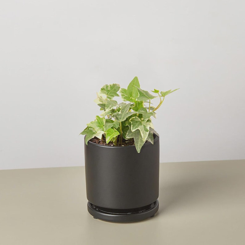 May include: A small potted plant with green and white variegated leaves. The plant is in a matte black ceramic pot with a matching saucer. The plant is on a neutral-colored surface.