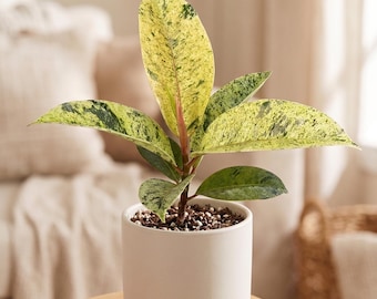 Moonshine Ficus - Ficus elastica Shivereana - Variegated, Striking Foliage