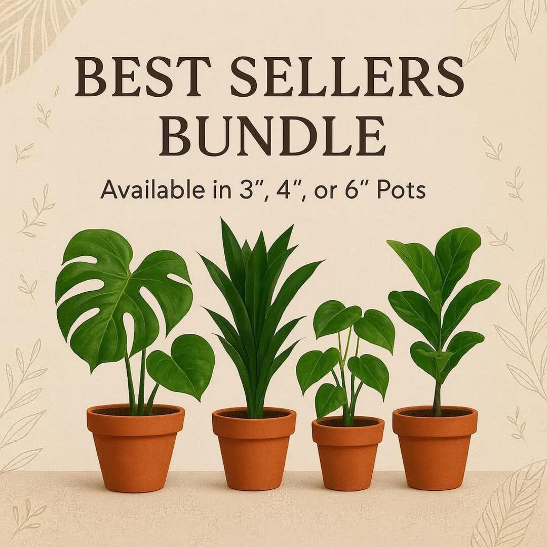 Best Sellers Houseplant Bundle - 4 Plant Variety Pack - Easy Care ...