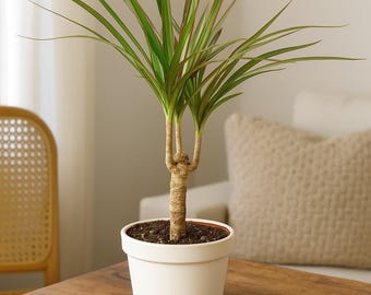 Dracaena Marginata Cane – Colorful Dragon Tree with Vibrant Variegated Leaves | Easy Care Indoor Plant | Perfect for Home & Office Decor