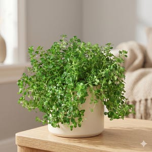 May include: A lush green plant with small leaves spills over the sides of a cream-colored ceramic pot. The plant sits on a light-colored wooden table, with a neutral background. The plant is a vibrant green, and the pot is a simple, modern design.