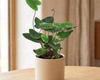 Heart Fern - Hemionitis arifolia - Heart Shaped, Pet Safe Fern