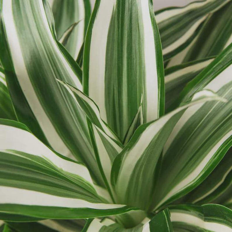 Austin Jungle Co. Dracaena - Thumbnail 3