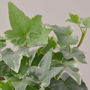 May include: Close-up of English ivy plant with green and white variegated leaves. The leaves have a distinctive lobed shape and are arranged in a dense, overlapping pattern. The plant has a fresh, vibrant appearance.