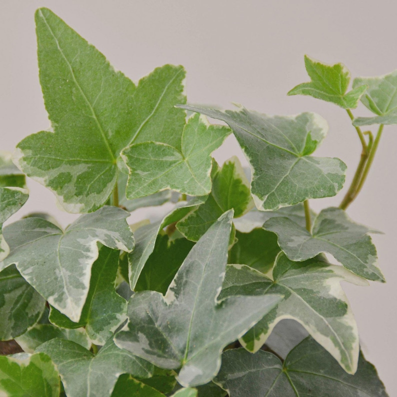 May include: Close-up of English ivy plant with green and white variegated leaves. The leaves have a distinctive lobed shape and are arranged in a dense, overlapping pattern. The plant has a fresh, vibrant appearance.