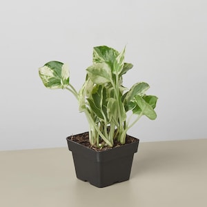 May include: A potted houseplant with green and white variegated leaves. The plant is in a square, black plastic pot. The background is a neutral, light color.