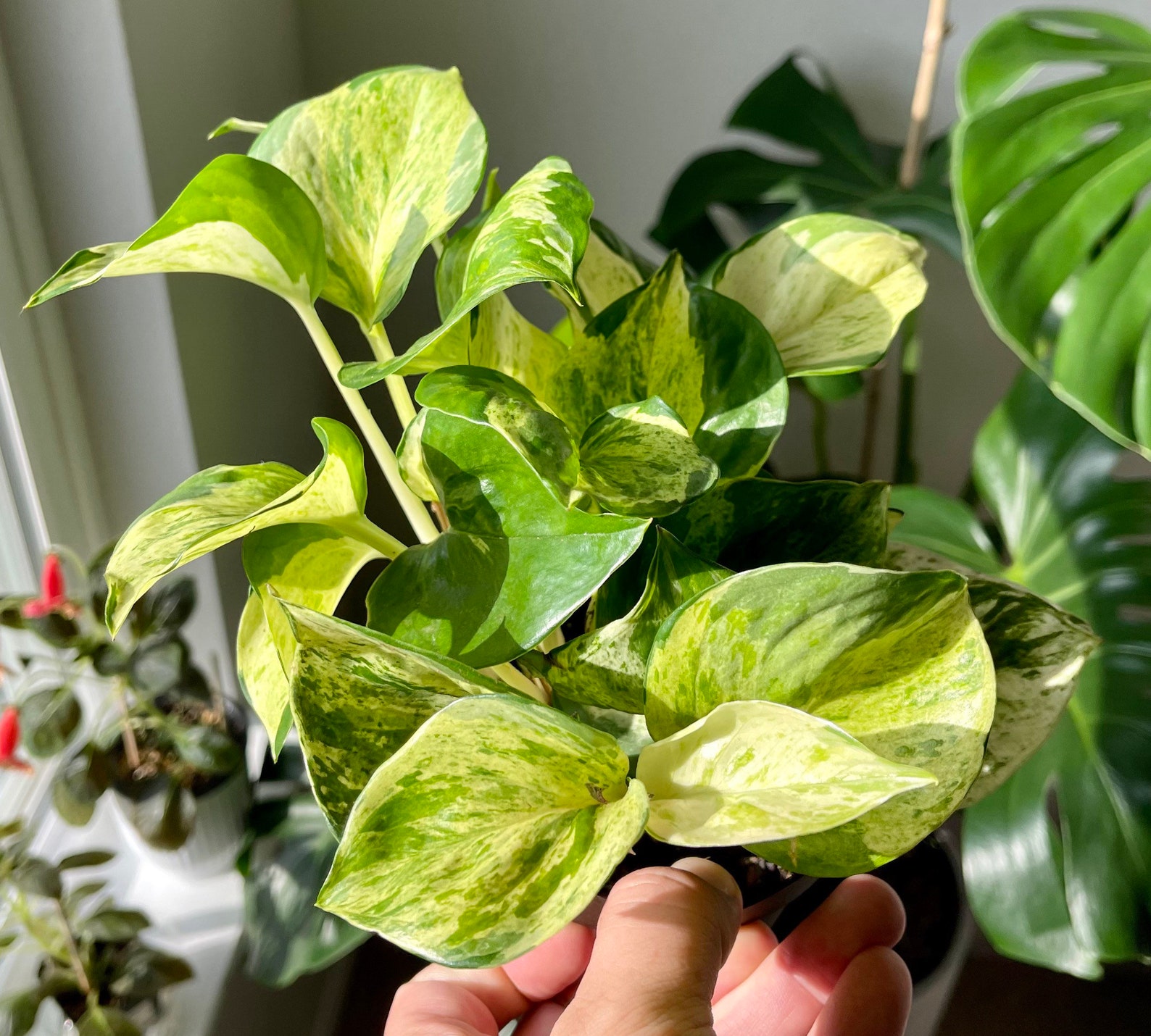 Manjula Pothos pots 4 Epipremnum Aureum de Devils Ivy Etsy