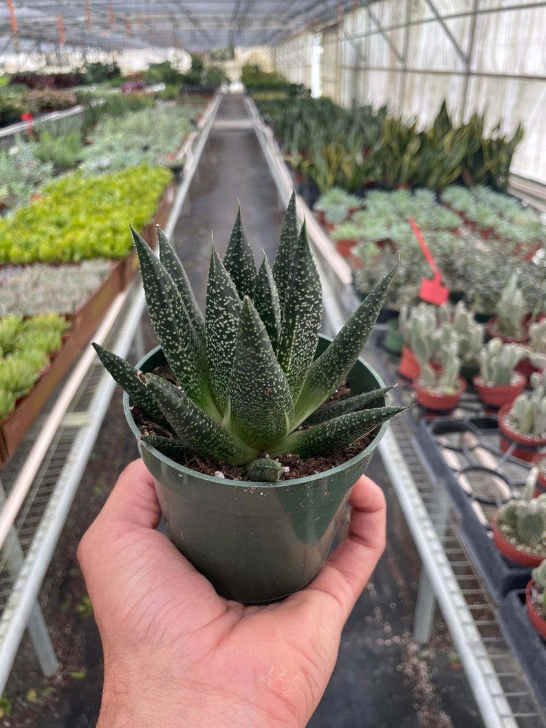 Austin Jungle Co. Gasteria ‘Durban’ Succulent - Thumbnail 5