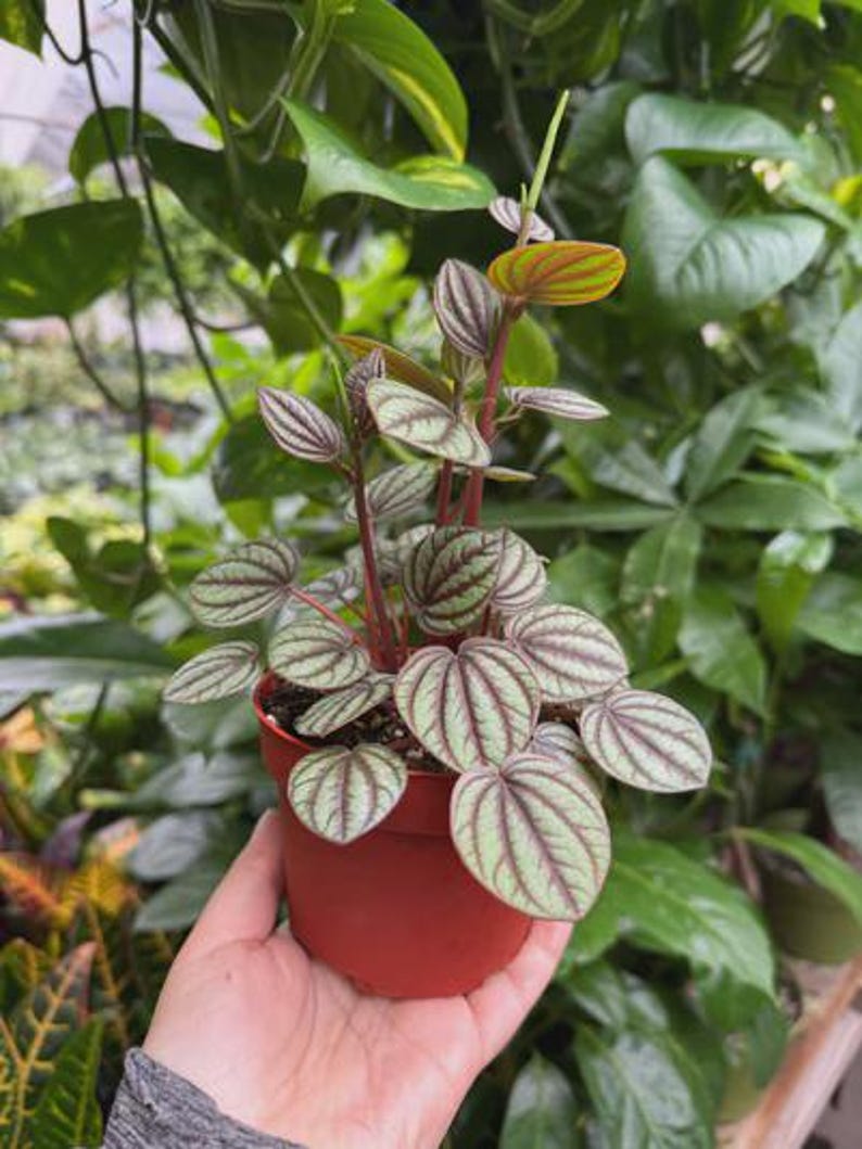 Austin Jungle Co. Peperomia Piccolo Banda - Thumbnail 5