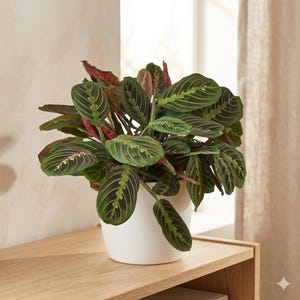 Red Maranta - Maranta leuconeura var. erythroneura - Prayer Plant, Colorful Foliage