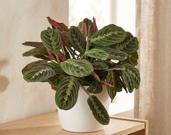 Red Maranta - Maranta leuconeura var. erythroneura - Prayer Plant, Colorful Foliage