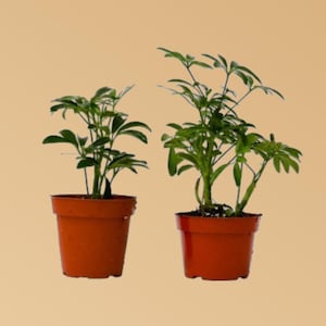 Schefflera Variety 2 Pack (4") - Schefflera arboricola - Easy Care, Tropical Foliage