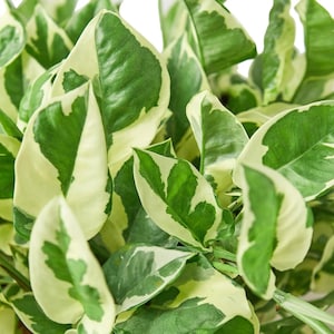Pothos N’Joy - Epipremnum aureum ‘N’Joy’ - Variegated, Easy Care Houseplant image 6