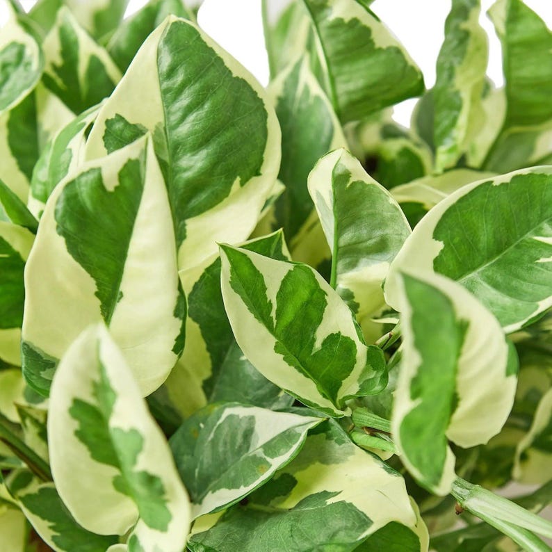 Pothos N’Joy - Epipremnum aureum ‘N’Joy’ - Variegated, Easy Care Houseplant image 6