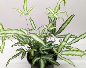Pteris Cretica Albo Fern – Elegant Tropical Fern with White-Variegated Fronds | Easy Care Indoor Houseplant | Home & Office Decor