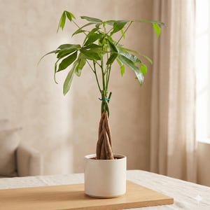 May include: A Money Tree plant in a white ceramic pot. The plant has a braided trunk and vibrant green leaves. The pot sits on a wooden tray, with a neutral background.