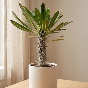 house plants pots House Plant