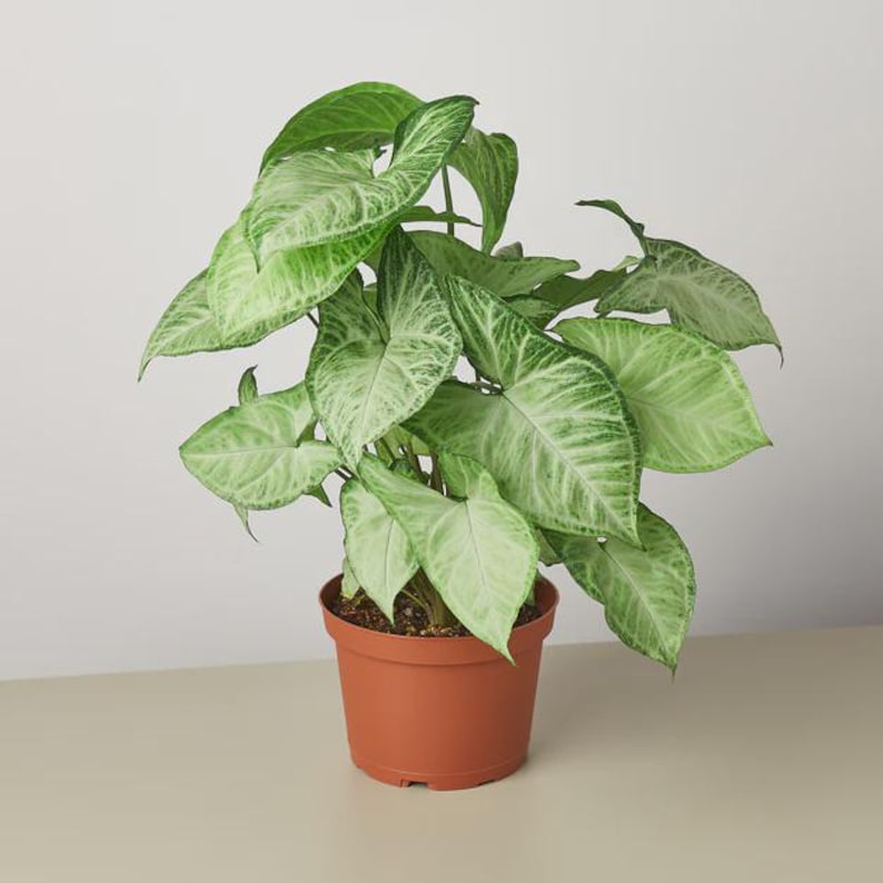 Austin Jungle Co. Syngonium