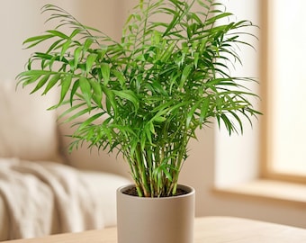 indoor plant watering can The Floral Society Watering Can, White main image 0