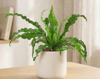 Victoria Fern - Asplenium antiquum ‘Victoria’ - Wavy Foliage, Pet Safe Fern