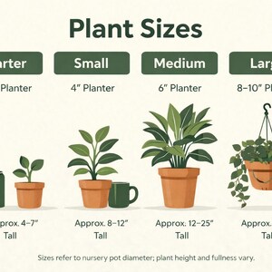 The image is a visual guide to different plant sizes, ranging from small to large, with illustrations of each plant type and their corresponding pot size.