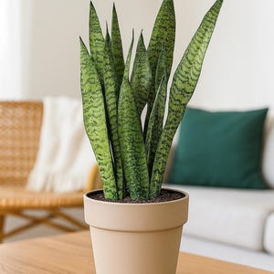 Snake Plant ‘Zeylanica’ - Sansevieria zeylanica - Hardy, Low Water Houseplant