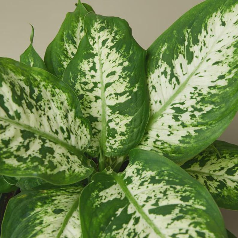 AustinJungleCo Dieffenbachia Tropic Snow