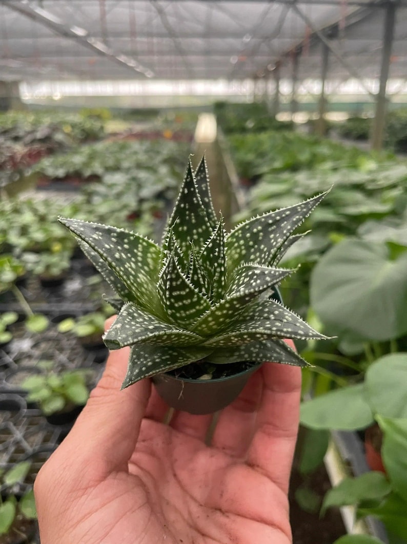 Austin Jungle Co. Gasteria ‘Durban’ Succulent - Thumbnail 4