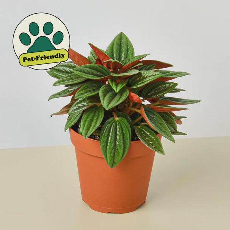 Austin Jungle Co. Peperomia Rosso - Thumbnail 3