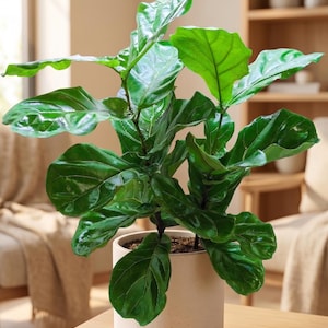 May include: A vibrant green Fiddle Leaf Fig plant in a cream-colored ceramic pot. The plant has large, glossy leaves and sits on a light-colored wooden table. The background includes a neutral-toned living space with a sofa and shelving.