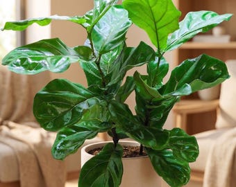 Fiddle-Leaf Fig - Ficus lyrata - Bold Foliage, Statement Houseplant
