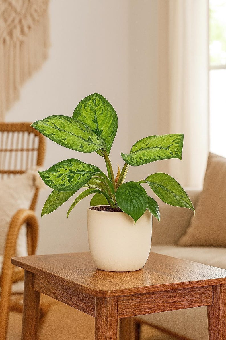 Austin Jungle Co. Selby Homalomena - Thumbnail 2