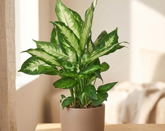 Dieffenbachia ‘Camille’ - Dieffenbachia seguine ‘Camille’ - Easy Care, Bright Foliage Houseplant