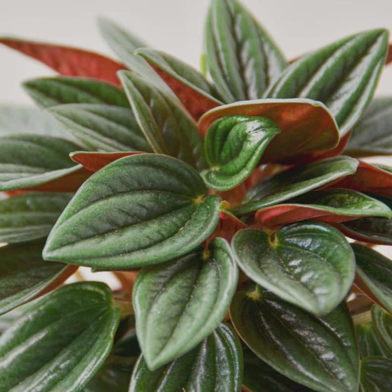 Austin Jungle Co. Peperomia Rosso - Thumbnail 2