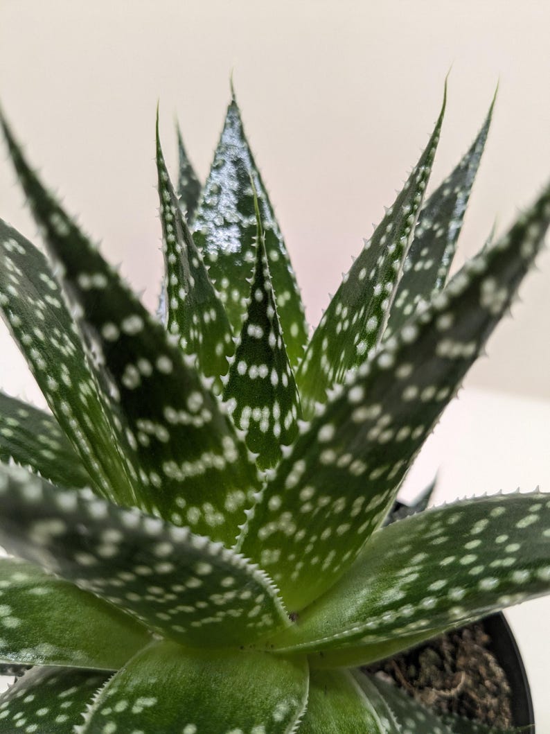 Austin Jungle Co. Gasteria ‘Durban’ Succulent - Thumbnail 3