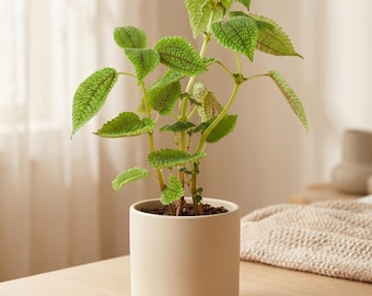 xl planter pot Box XL Pot main image 0