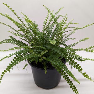 Boston Fern Lemon Button Duffii – Compact Nephrolepis Cordifolia | Small Indoor & Outdoor Fern | Easy Care Tropical Plant | Garden Accent