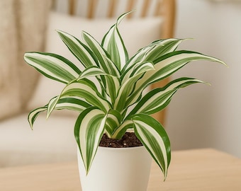 Dracaena Warneckii White Jewel – Variegated Dragon Tree | Easy Care Indoor Plant | Upright Foliage | Office & Home Decor | Beginner Friendly