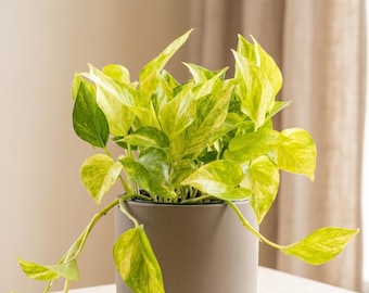 Neon Queen Pothos - Epipremnum aureum ‘Neon Queen’ - Variegated, Easy Care Houseplant