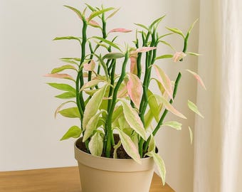 Euphorbia Tithymaloides Variegated – Variegated Devil’s Backbone | Sculptural Succulent Shrub | Unique Houseplant | Gift for Plant Lovers
