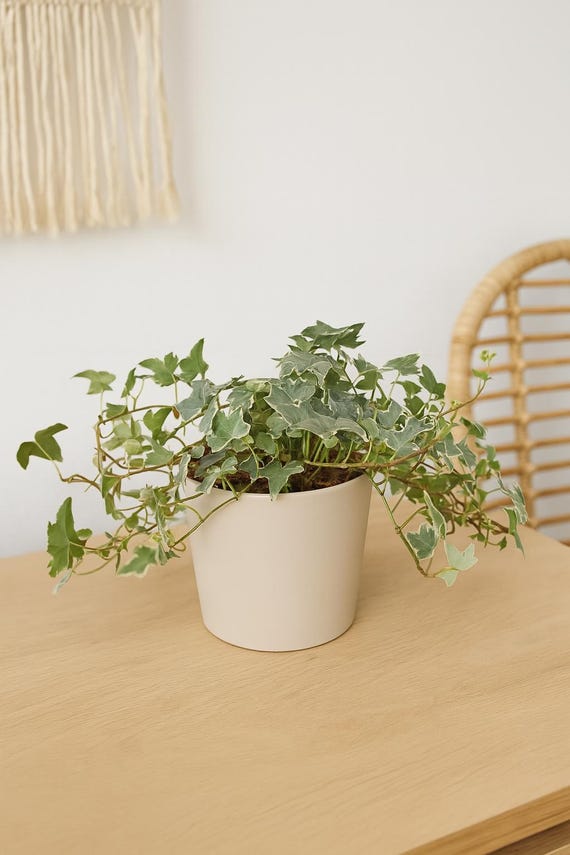 Variegated English Ivy Glacier: Trailing Vine, Easy Care Indoor Plant