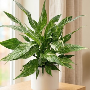 Variegated Peace Lily - Etsy