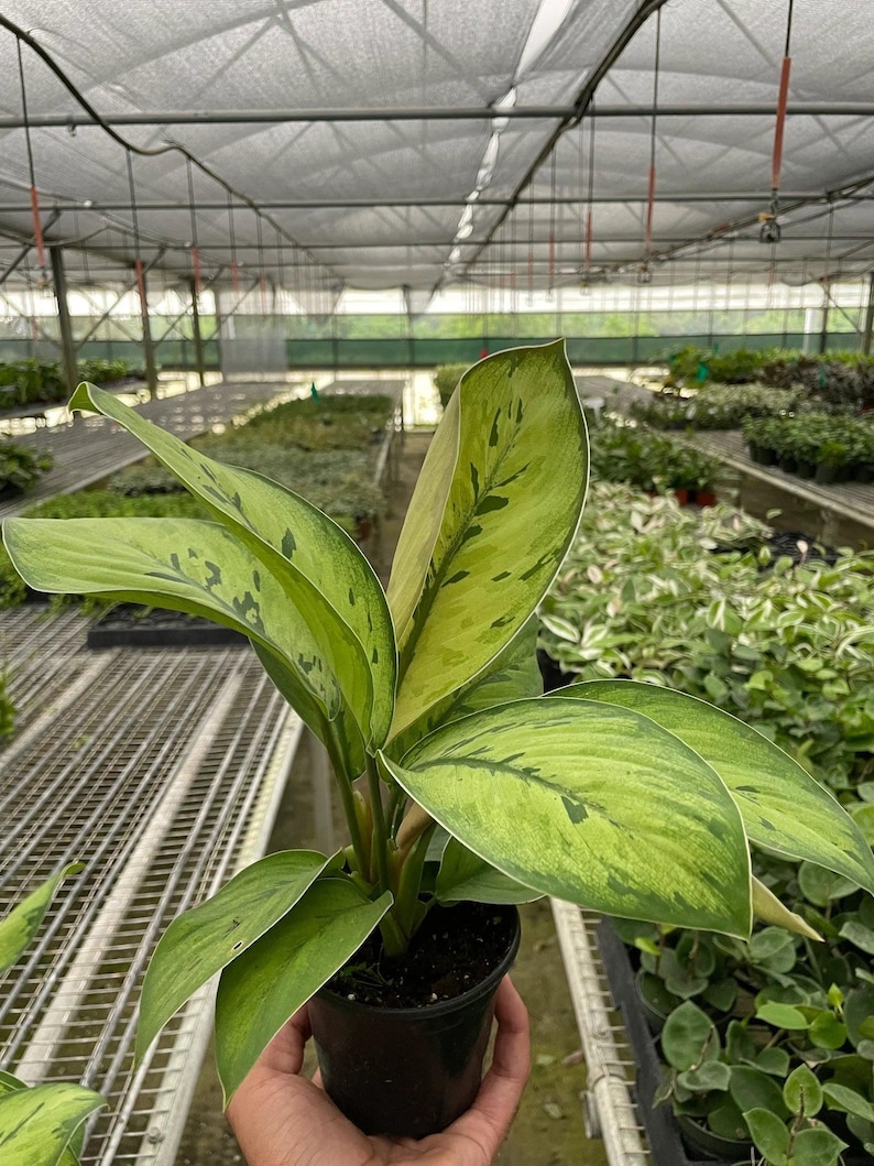 Austin Jungle Co. Selby Homalomena - Thumbnail 3