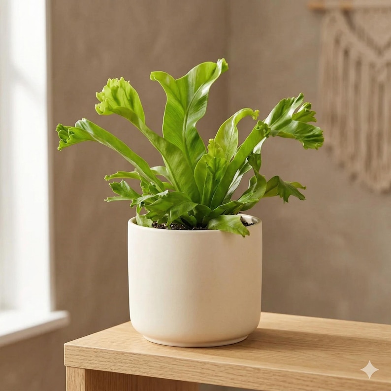 Austin Jungle Co. Bird’s Nest Fern