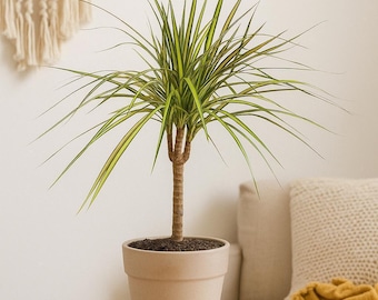 Dracaena Marginata Sunshine – Colorful Dragon Tree with Thin Vibrant Leaves | Easy Care Indoor Plant | Tropical Decor | Office & Home Plant