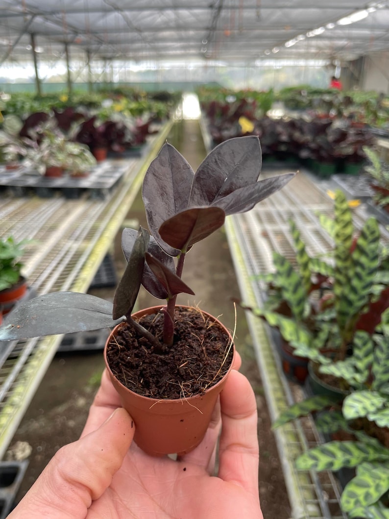 Austin Jungle Co. ZZ Plant - Thumbnail 5