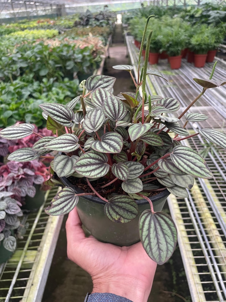 Austin Jungle Co. Peperomia Piccolo Banda - Thumbnail 3