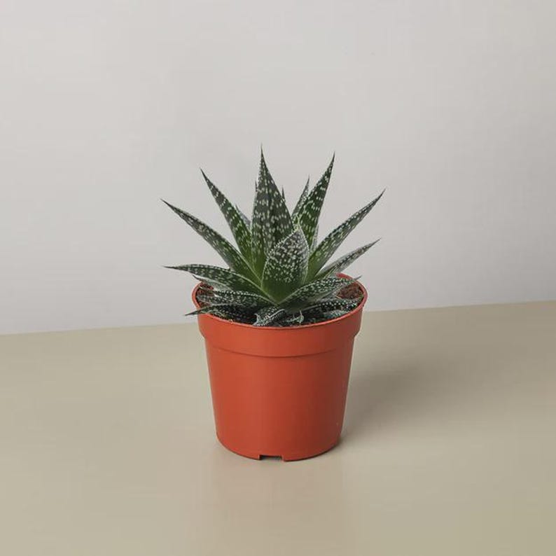 Austin Jungle Co. Gasteria ‘Durban’ Succulent - Thumbnail 2